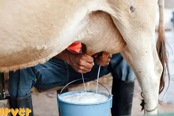 پرورش گاو شیری