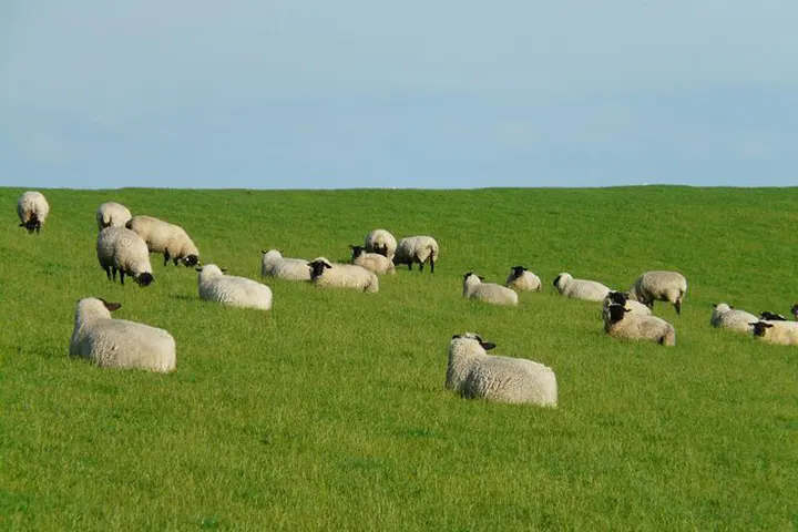 واکسن بیماری علفی