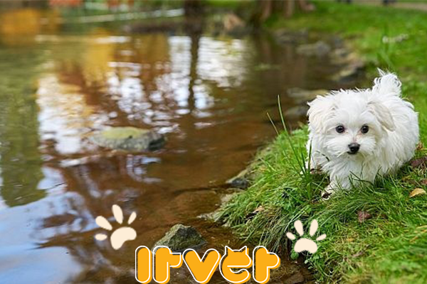 نکاتی برای مراقبت از حیوانات در برابر گرما