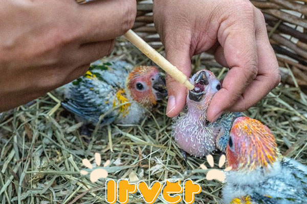 بیماری های پرندگان