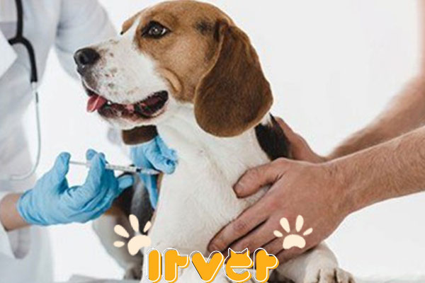 واکسیناسیون حیوانات خانگی
