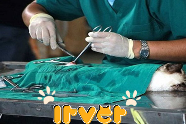 کلینیک مجهز دامپزشکی