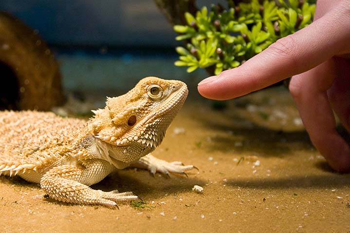 بهترین حیوان خانگی برای آپارتمان